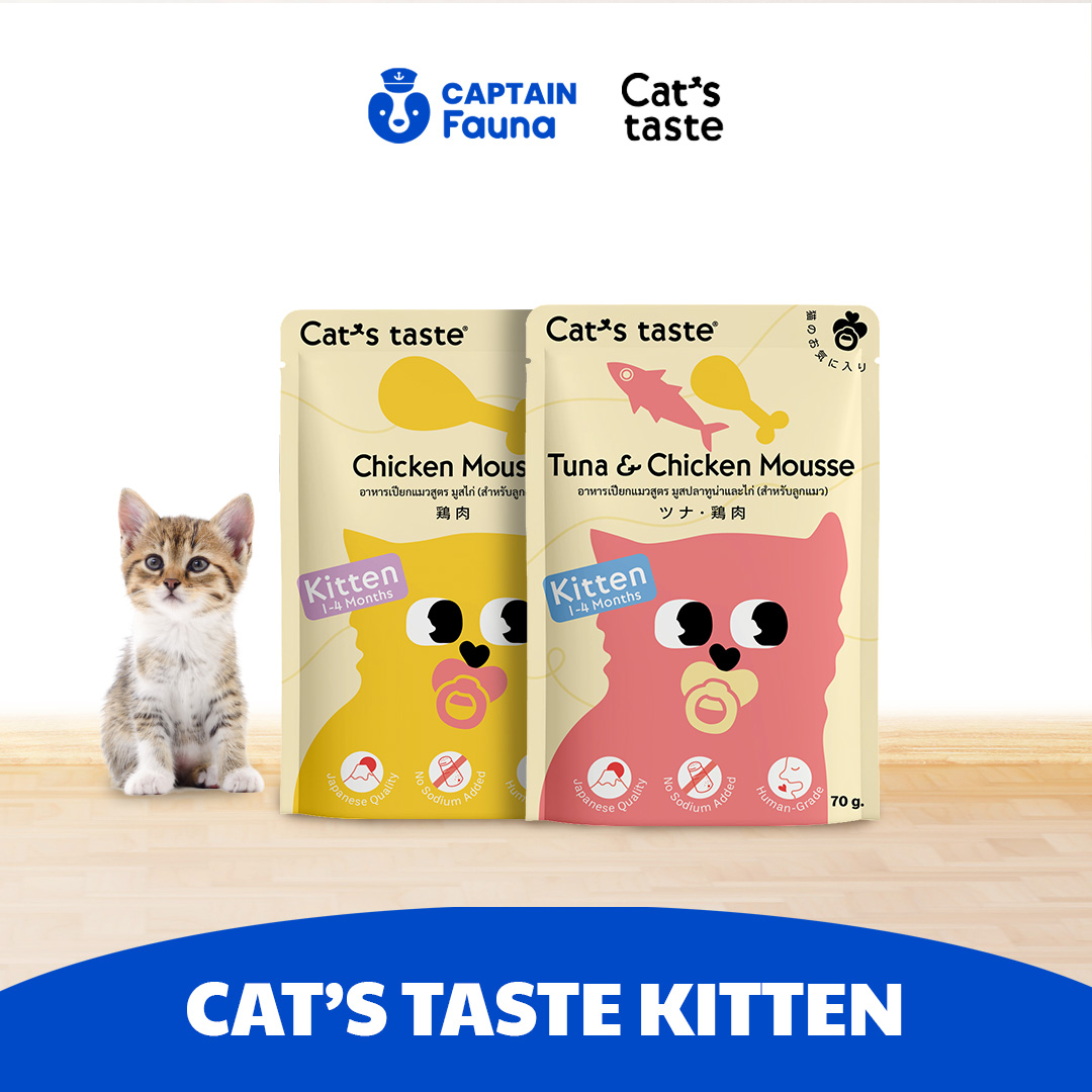  Makanan Basah Anak Kucing Kitten